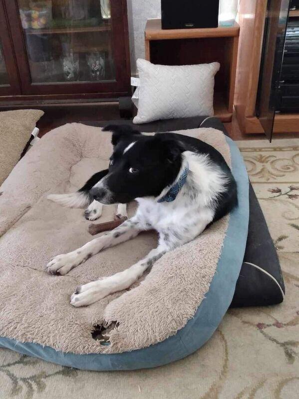 Enlarge Carmella, a Adoptable Border Collie in Denver, CO image 6/6