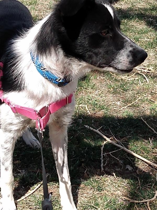 Enlarge Carmella, a Adoptable Border Collie in Denver, CO image 5/6