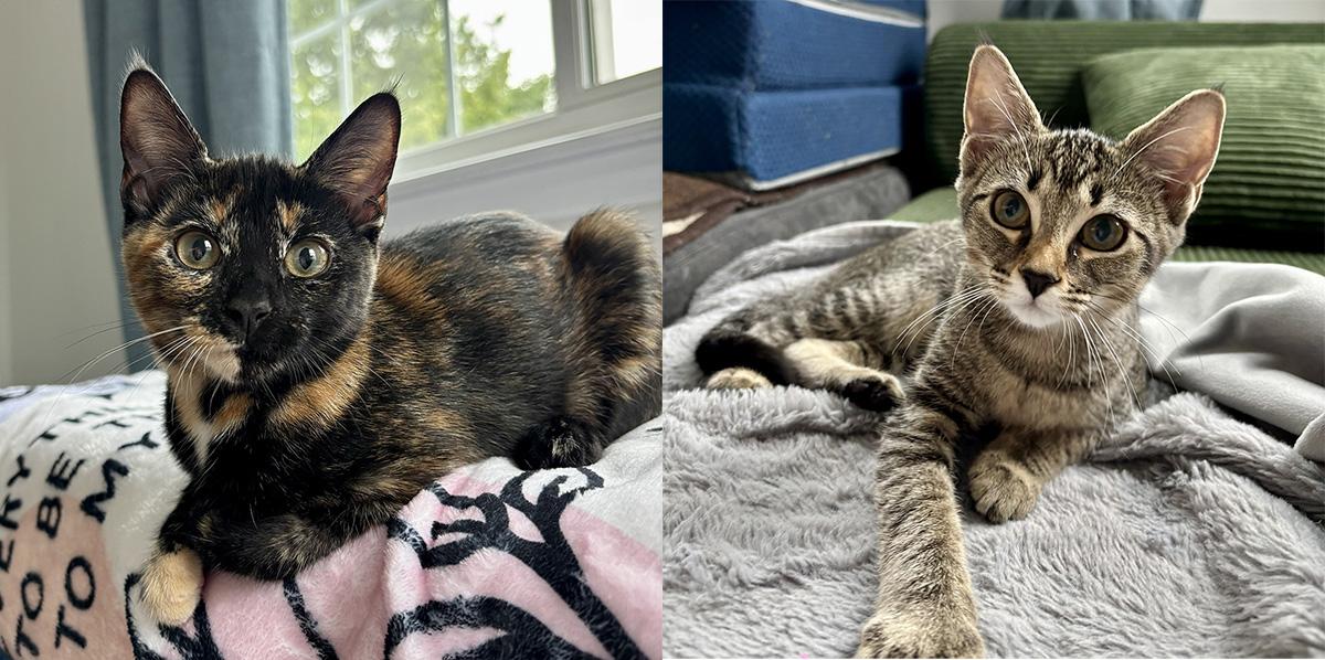Enlarge Violet and Dahlia Sisters Bonded Pair Kittens, a Adoptable Domestic Short Hair in Monroe, NC image 1/5
