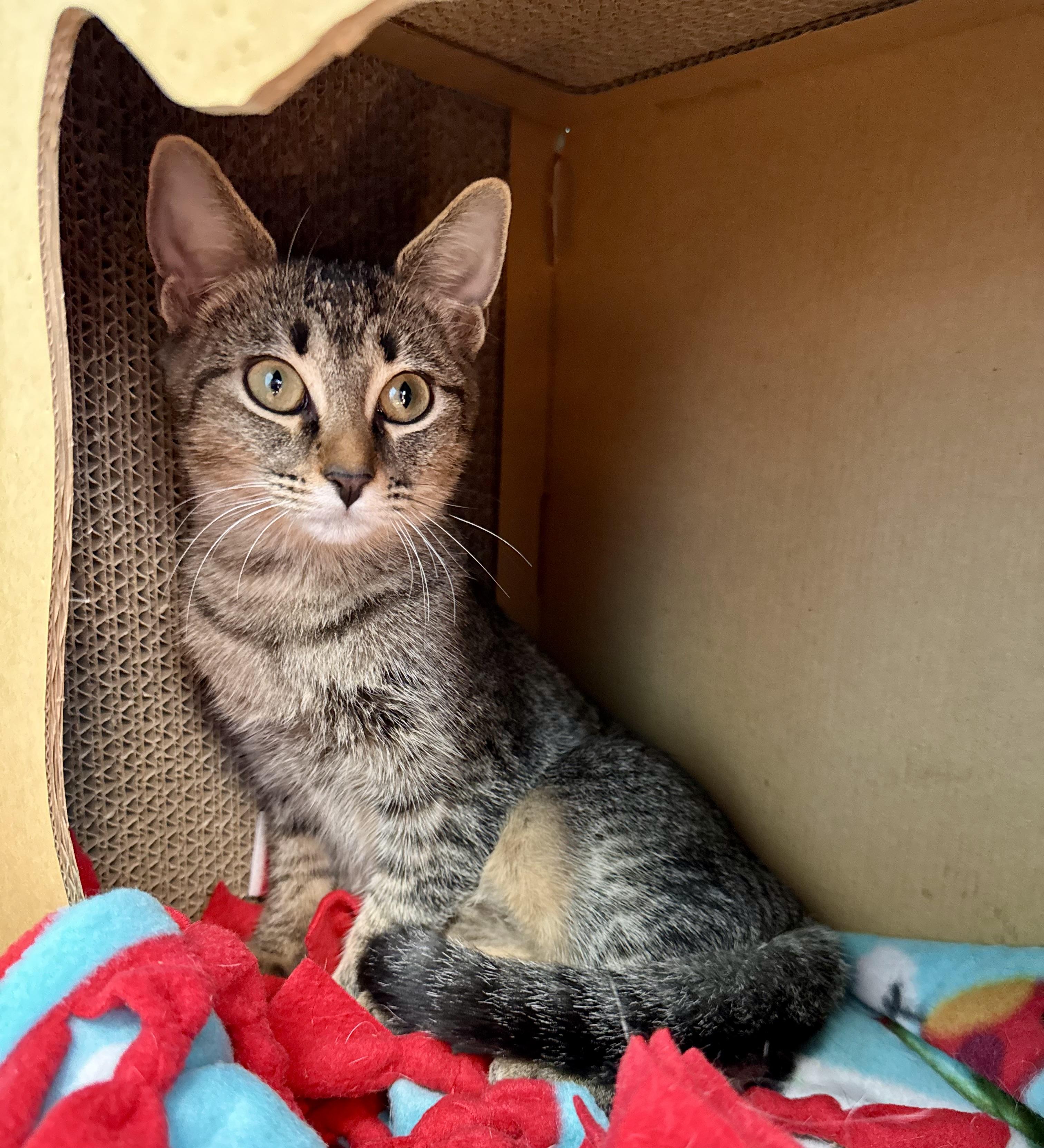 Enlarge Violet and Dahlia Sisters Bonded Pair Kittens, a Adoptable Domestic Short Hair in Monroe, NC image 5/5