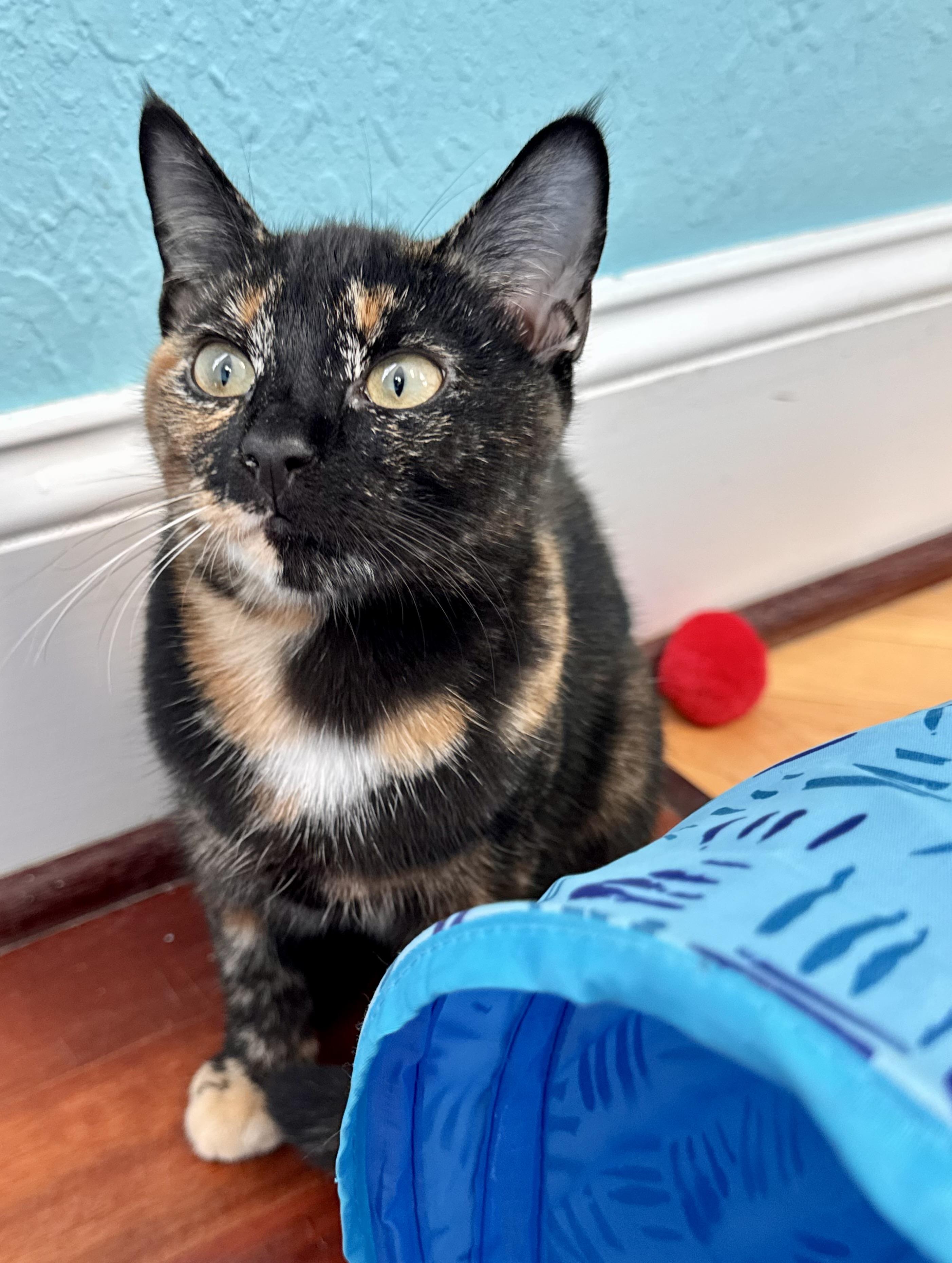 Enlarge Violet and Dahlia Sisters Bonded Pair Kittens, a Adoptable Domestic Short Hair in Monroe, NC image 4/5