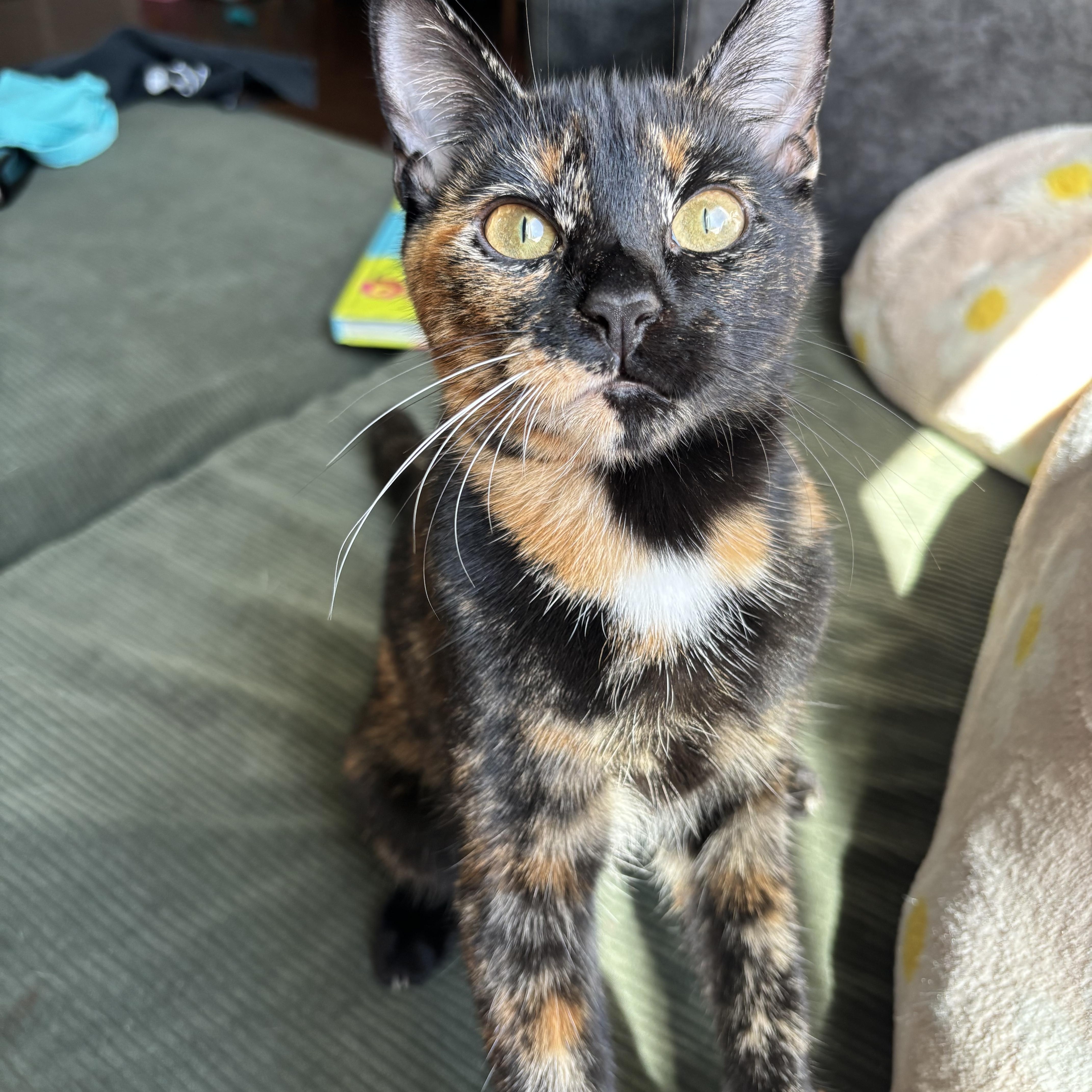 Enlarge Violet and Dahlia Sisters Bonded Pair Kittens, a Adoptable Domestic Short Hair in Monroe, NC image 2/5