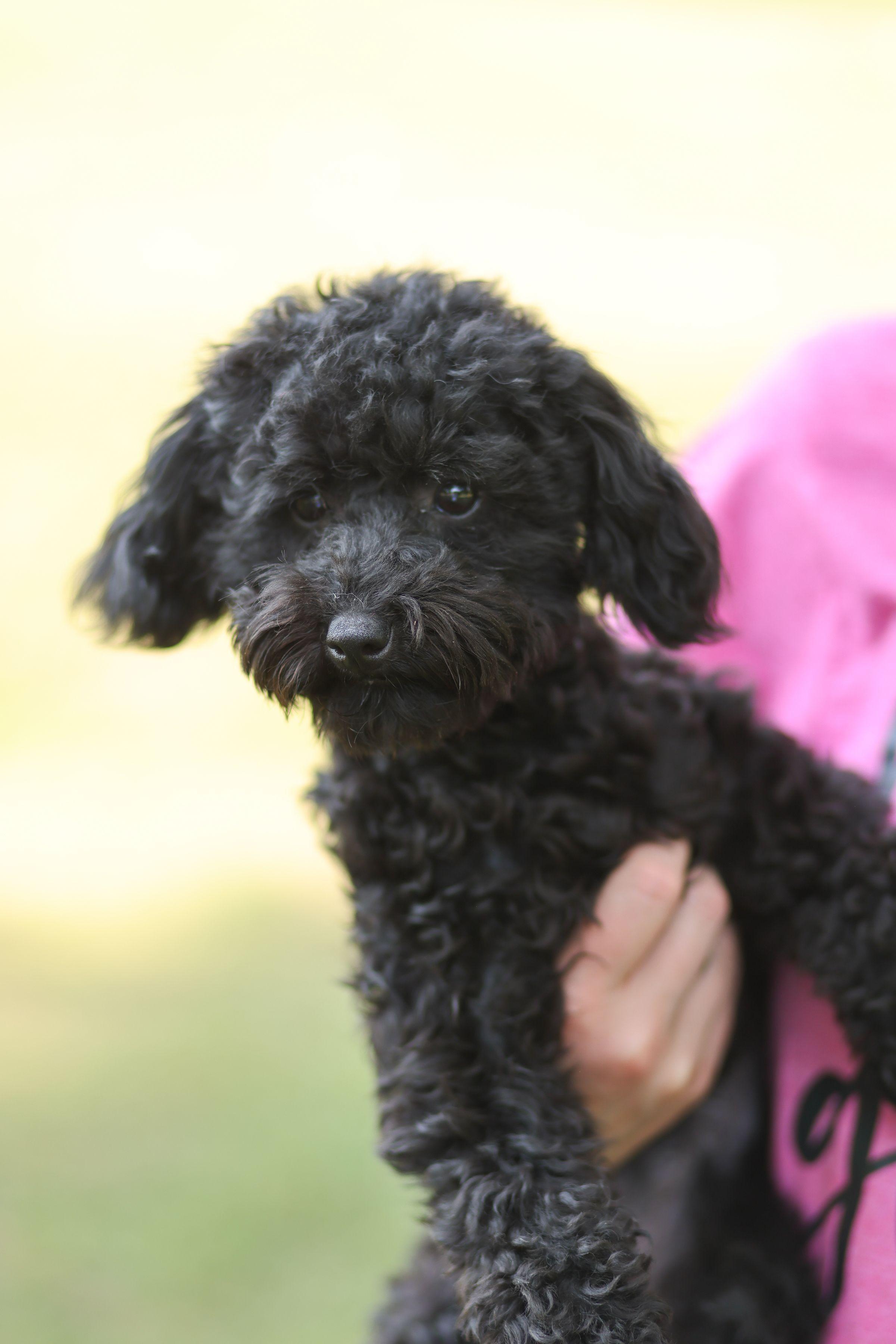 Alexis, an adoptable Miniature Poodle in Monroe, NC image 1/2
