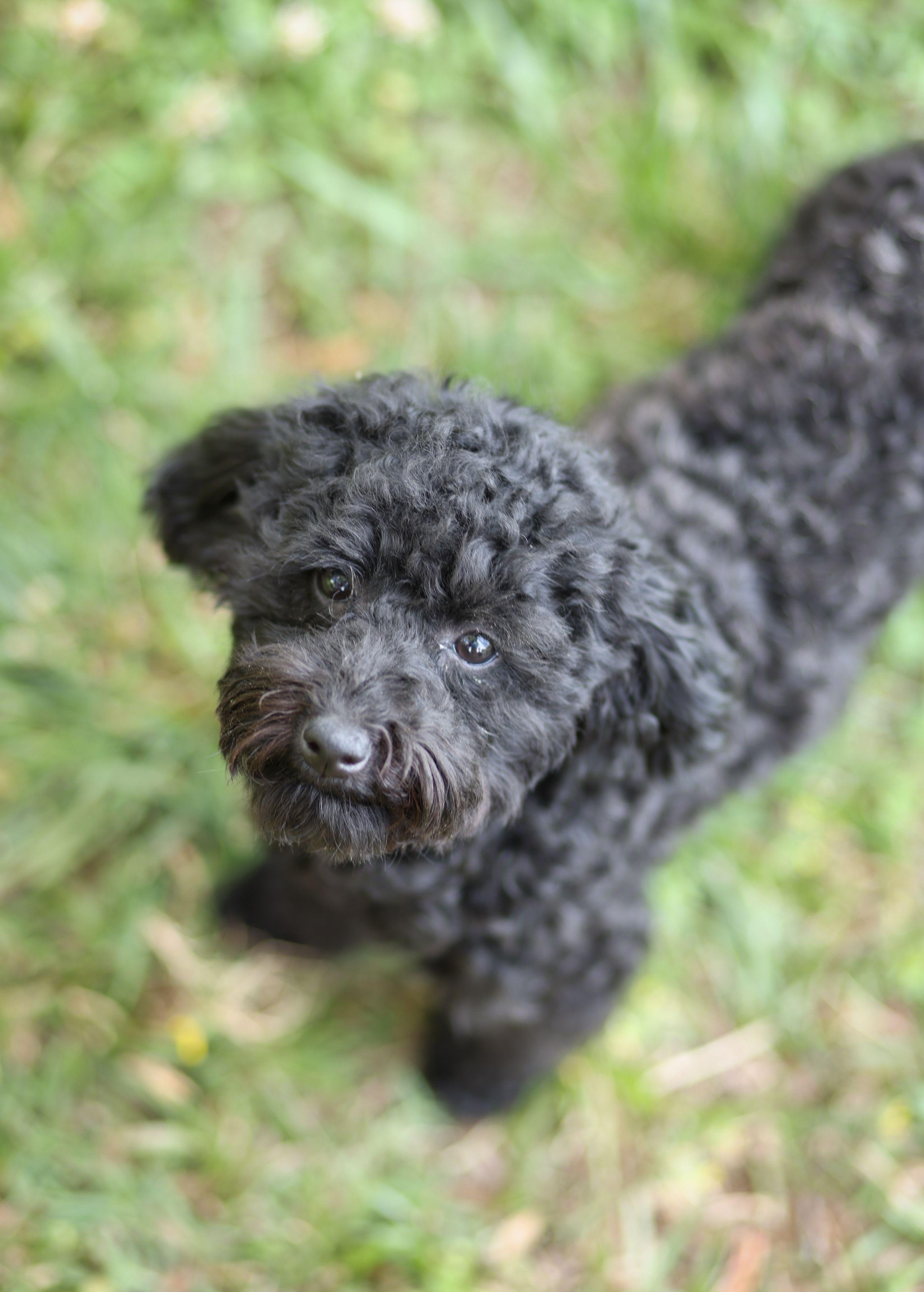 Alexis, an adoptable Miniature Poodle in Monroe, NC image 2/2