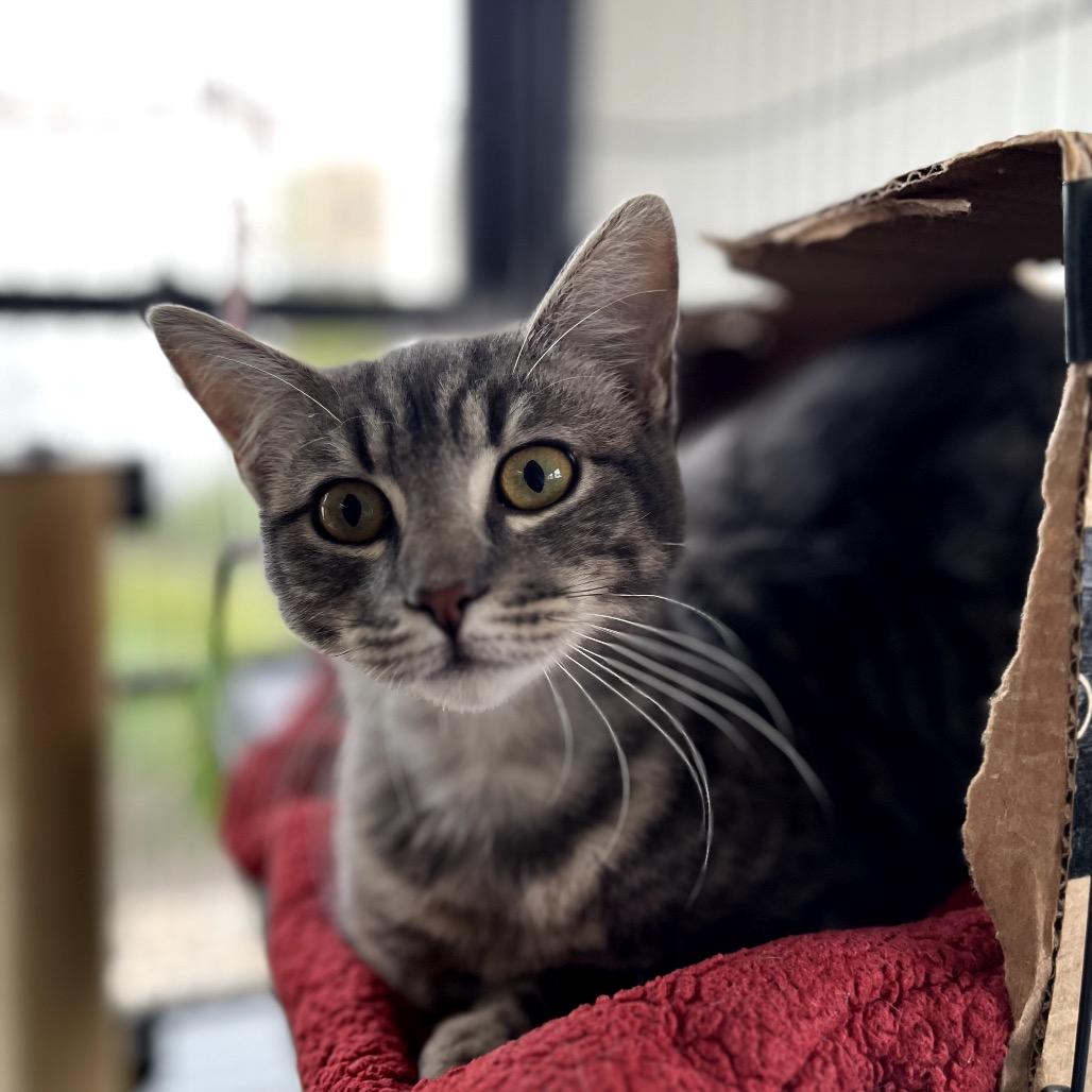 Enlarge Peep, a Adoptable Domestic Short Hair in Los Angeles, CA image 1/6