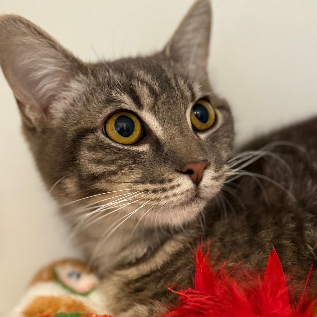 Enlarge Peep, a Adoptable Domestic Short Hair in Los Angeles, CA image 2/6