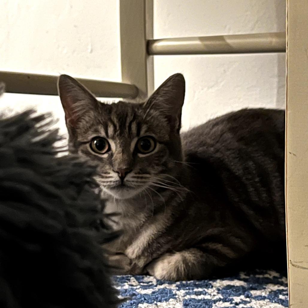 Enlarge Peep, a Adoptable Domestic Short Hair in Los Angeles, CA image 4/6