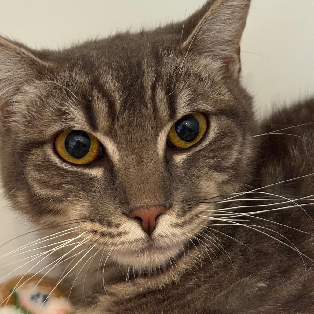 Enlarge Peep, a Adoptable Domestic Short Hair in Los Angeles, CA image 5/6