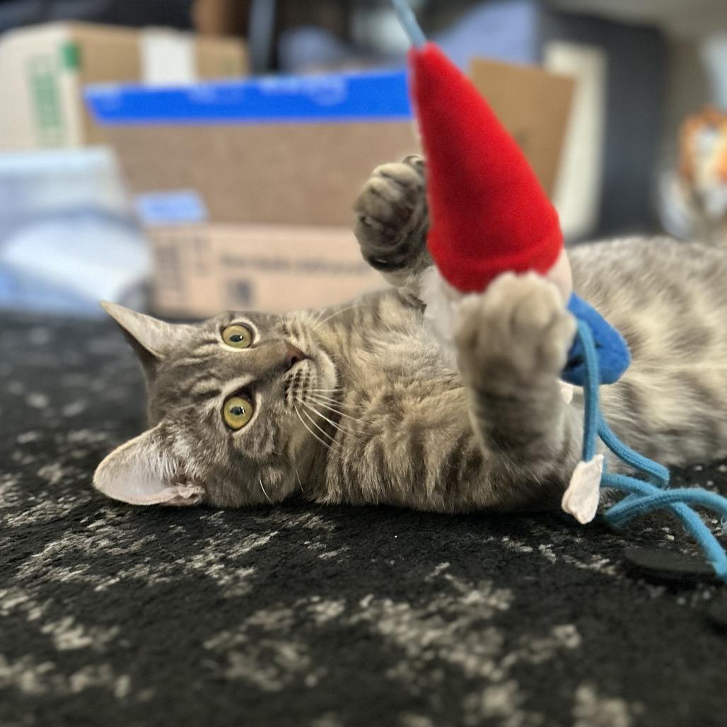 Enlarge Peep, a Adoptable Domestic Short Hair in Los Angeles, CA image 6/6