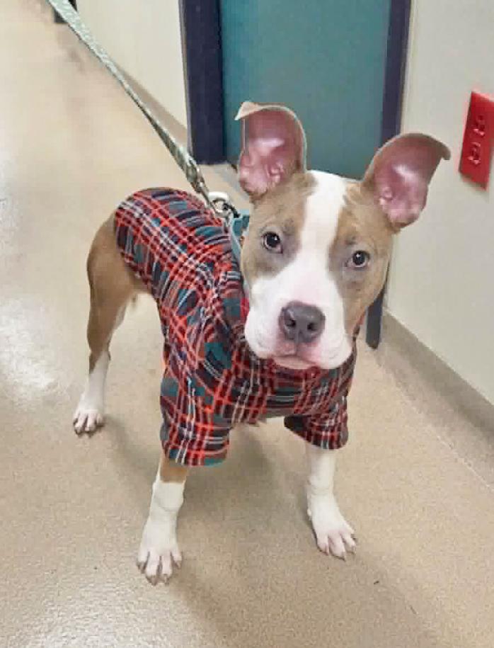 Yam-Sweet, outgoing, loving puppy!, adoptable, Young Male Mixed Breed.