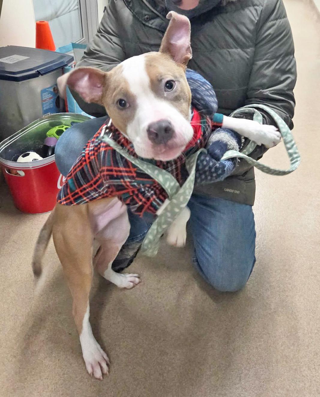 Enlarge Yam-Sweet, outgoing, loving puppy!, an adoptable mixed breed in Oshkosh, WI image 5/6