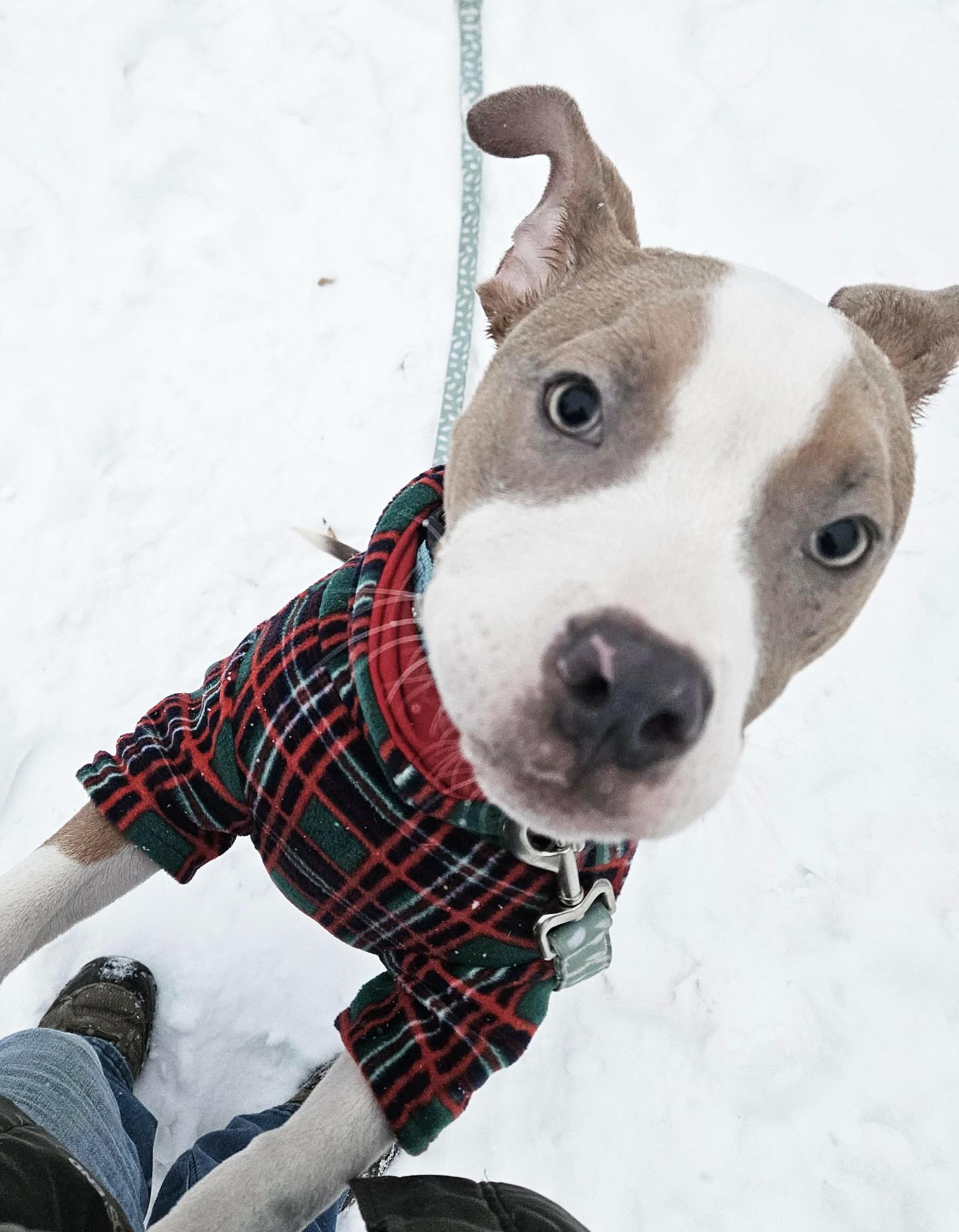 Enlarge Yam-Sweet, outgoing, loving puppy!, an adoptable mixed breed in Oshkosh, WI image 4/6