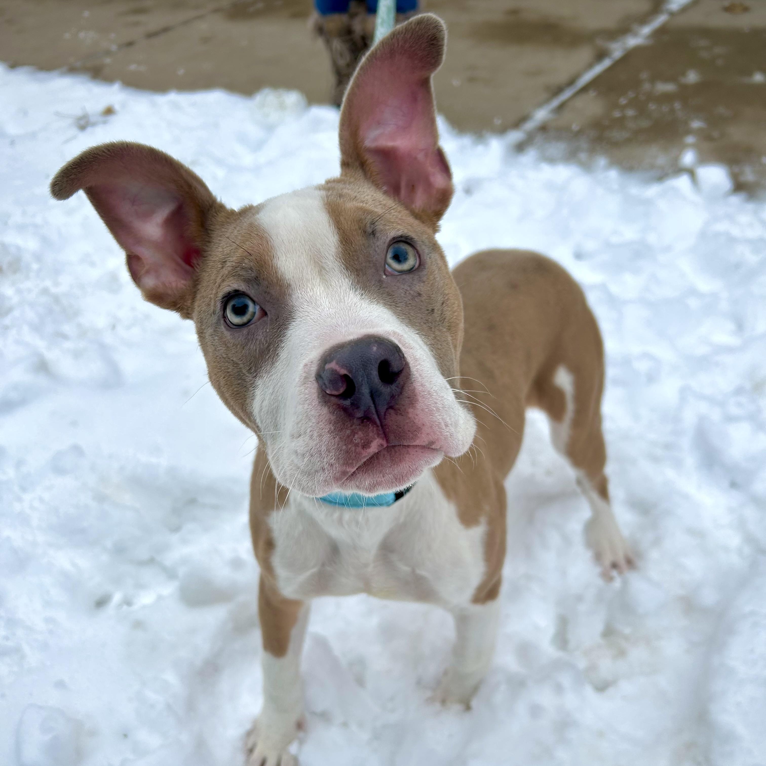Enlarge Yam-Sweet, outgoing, loving puppy!, an adoptable mixed breed in Oshkosh, WI image 3/6