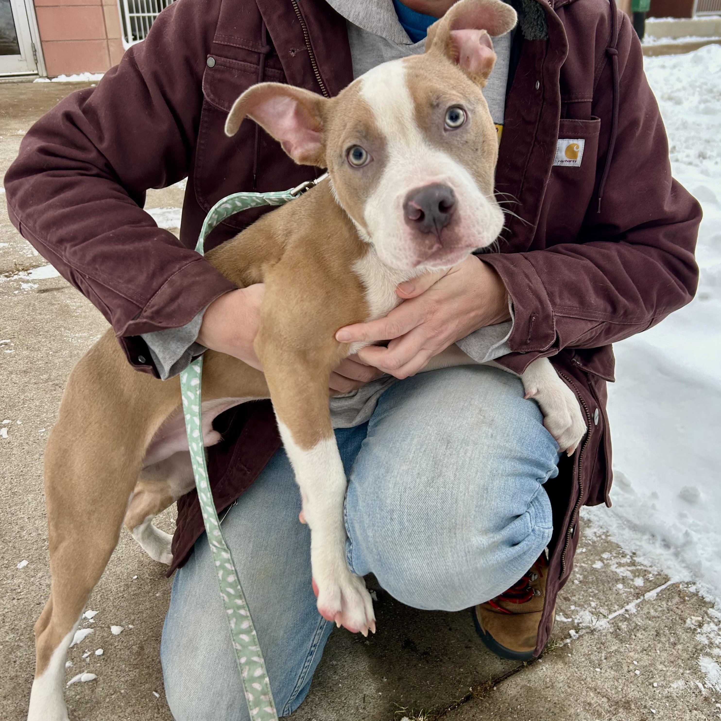 Enlarge Yam-Sweet, outgoing, loving puppy!, an adoptable mixed breed in Oshkosh, WI image 2/6