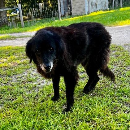 MeMe, Adoptable, Senior Female Spaniel & Border Collie.