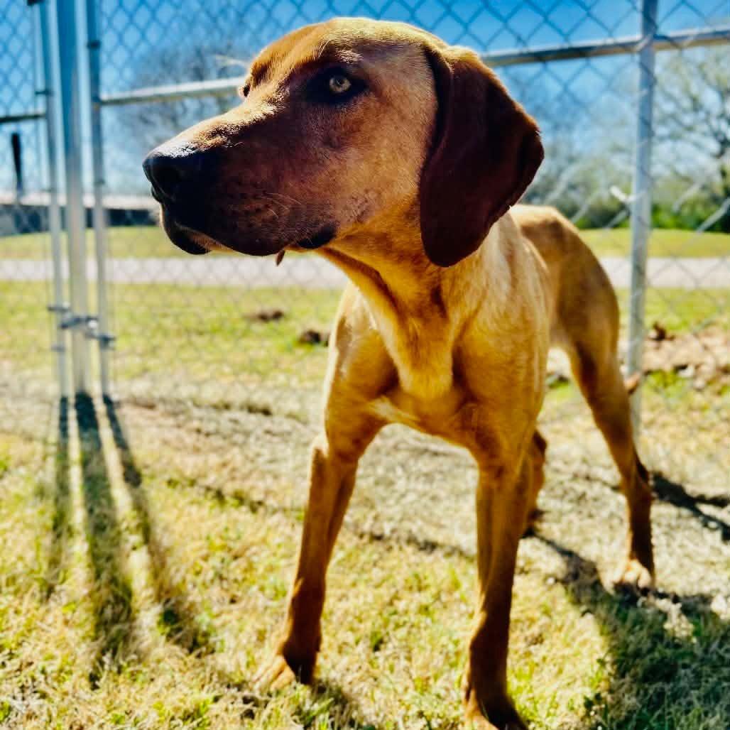 Walton, adopted, Adult Male Mixed Breed.