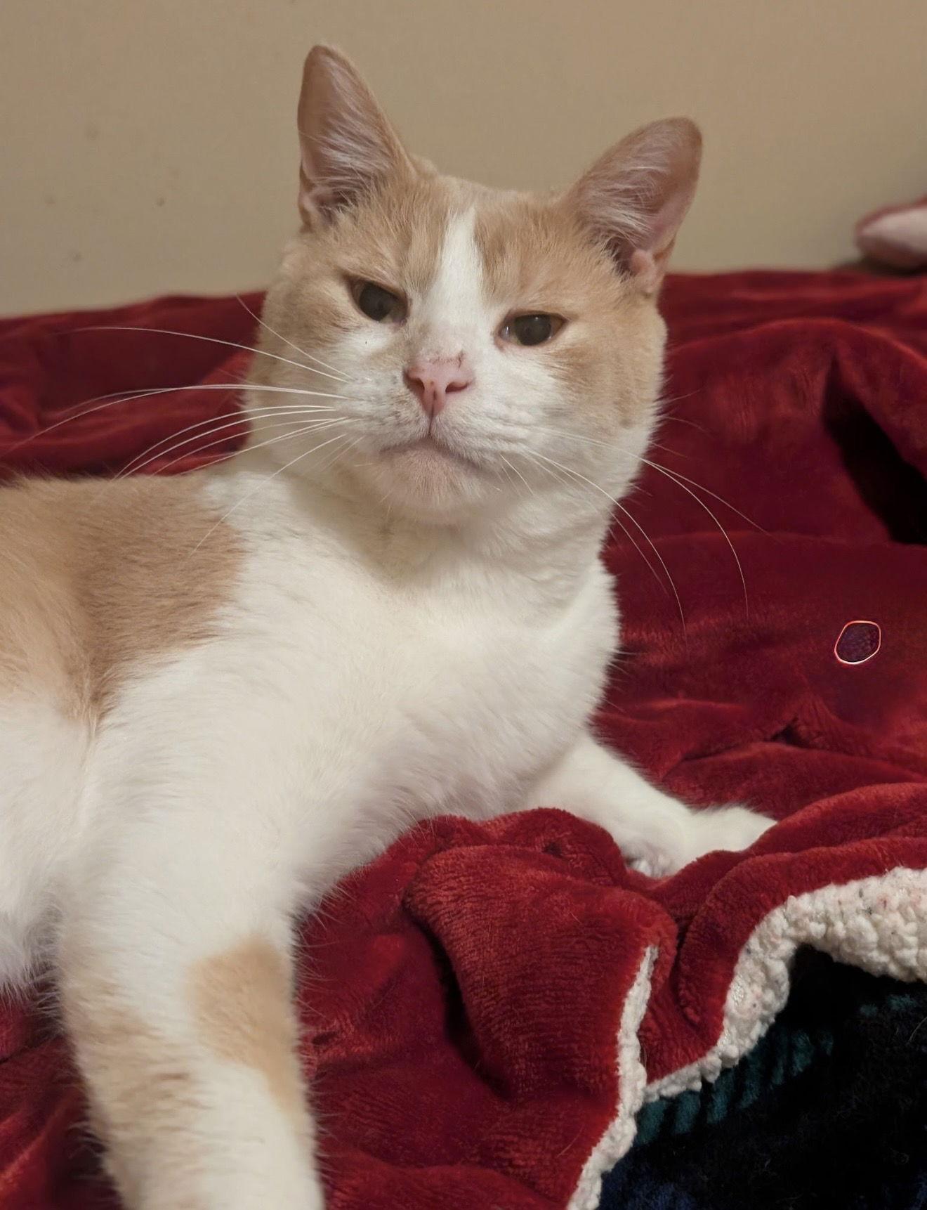 Enlarge Ashur (must be adopted with Louden), a Adoptable Domestic Short Hair in Walled Lake, MI image 1/3