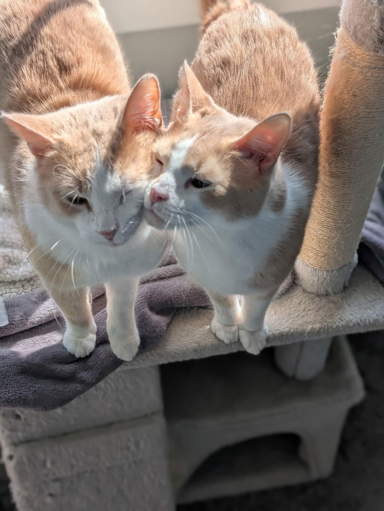 Enlarge Ashur (must be adopted with Louden), a Adoptable Domestic Short Hair in Walled Lake, MI image 2/3