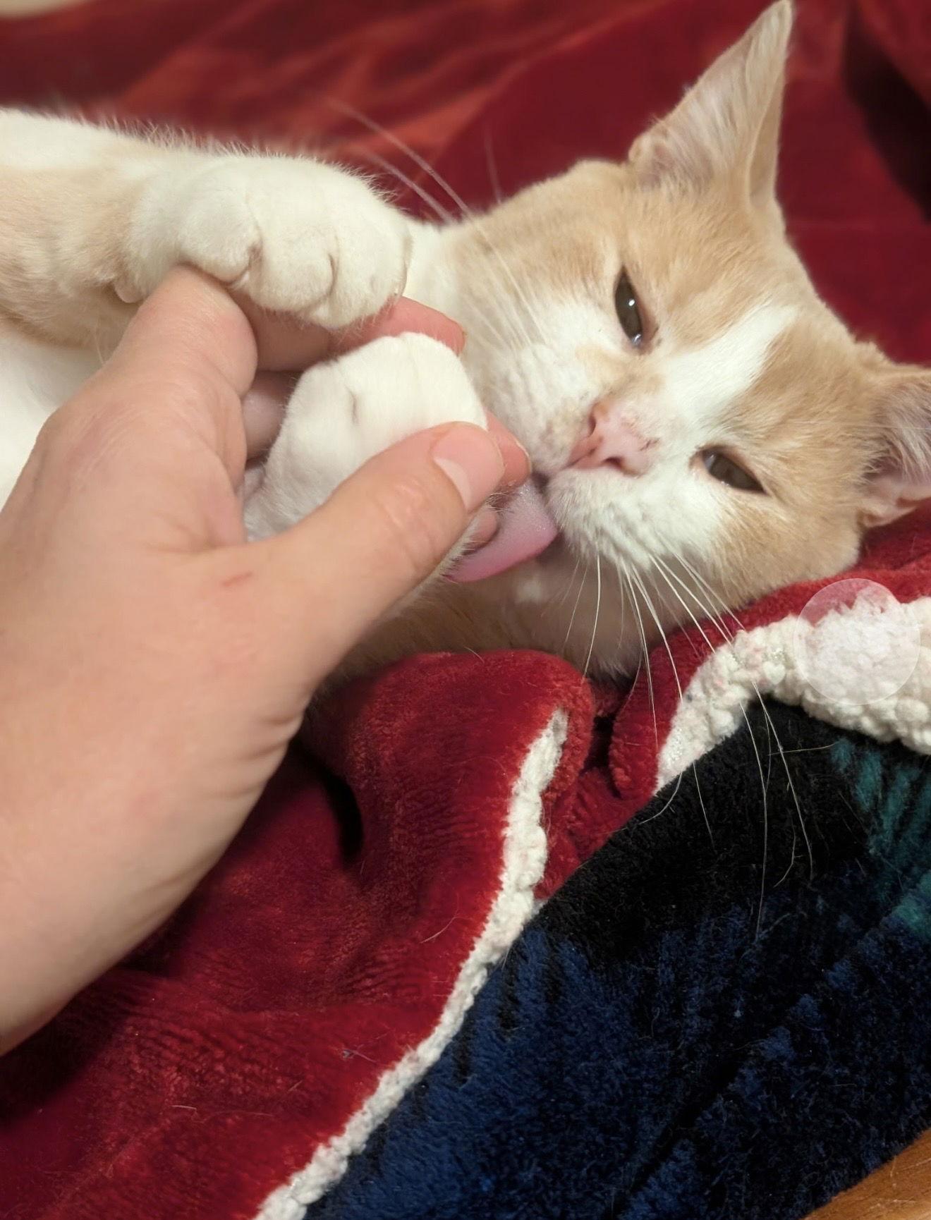 Enlarge Ashur (must be adopted with Louden), a Adoptable Domestic Short Hair in Walled Lake, MI image 3/3