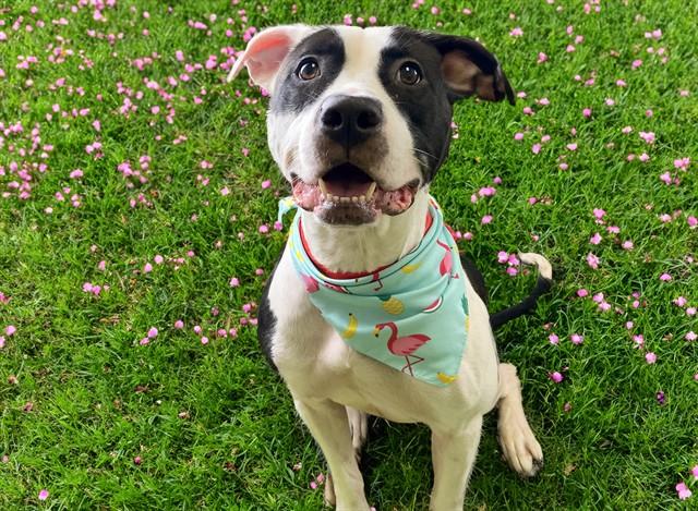 APRIL, Adoptable, Adult Female Pointer & Mixed Breed.