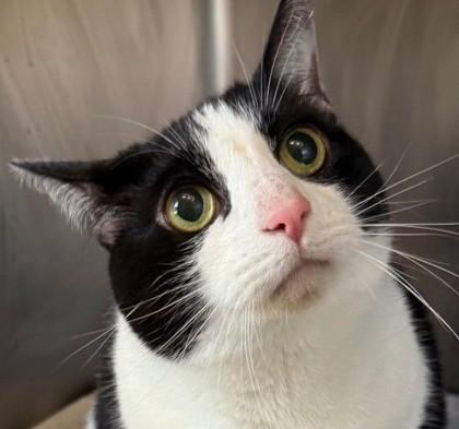 PATTY, Adoptable, Young Male Domestic Short Hair.