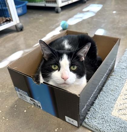 Enlarge PATTY, a Adoptable mixed breed in Fernandina Beach, FL image 2/5