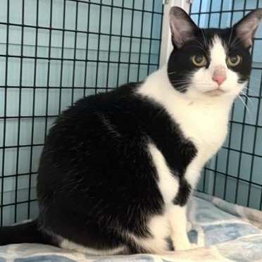 Enlarge PATTY, a Adoptable mixed breed in Fernandina Beach, FL image 3/5