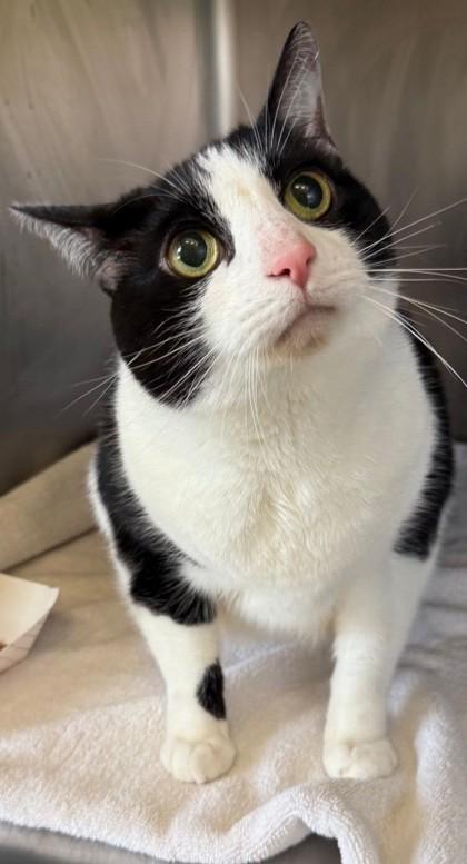 Enlarge PATTY, a Adoptable mixed breed in Fernandina Beach, FL image 4/5