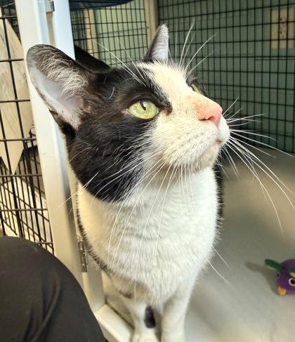 Enlarge PATTY, a Adoptable mixed breed in Fernandina Beach, FL image 5/5