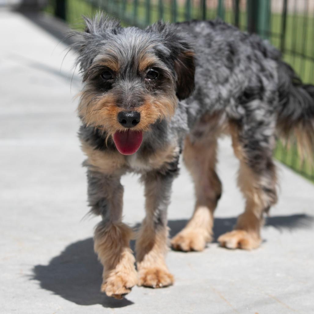 Enlarge Zachariah (MR26-133), a Adoptable mixed breed in Peyton, CO image 1/6