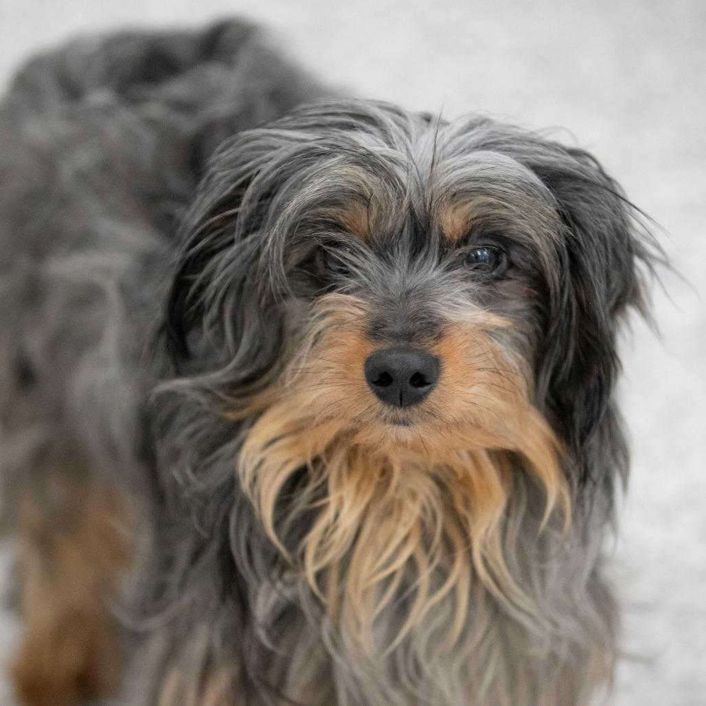 Enlarge Zachariah (MR26-133), a Adoptable mixed breed in Peyton, CO image 2/6