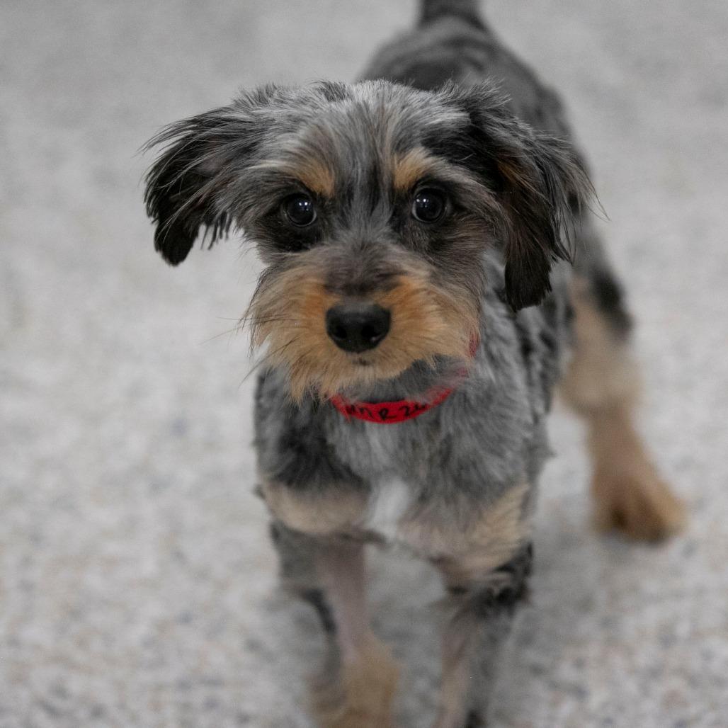 Enlarge Zachariah (MR26-133), a Adoptable mixed breed in Peyton, CO image 3/6