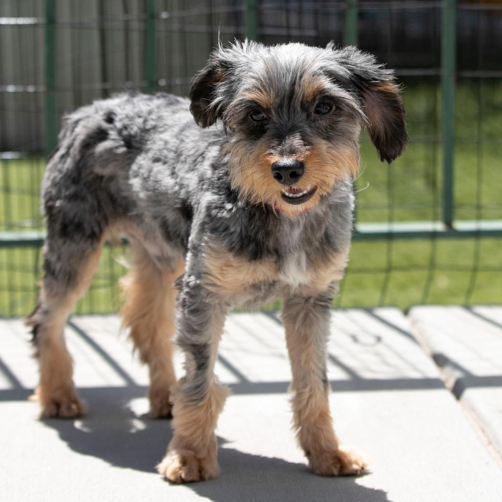 Enlarge Zachariah (MR26-133), a Adoptable mixed breed in Peyton, CO image 4/6