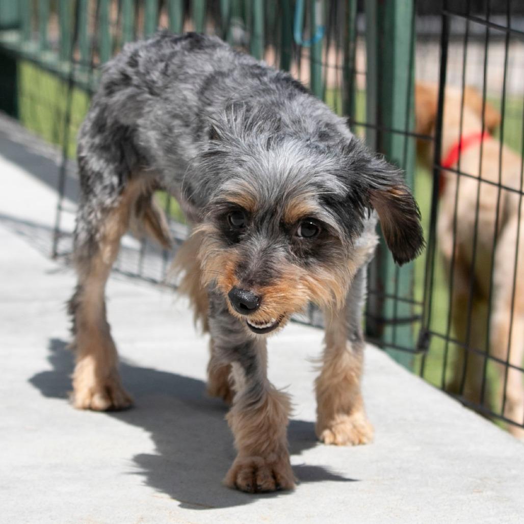 Enlarge Zachariah (MR26-133), a Adoptable mixed breed in Peyton, CO image 5/6