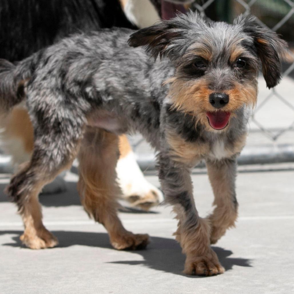 Enlarge Zachariah (MR26-133), a Adoptable mixed breed in Peyton, CO image 6/6