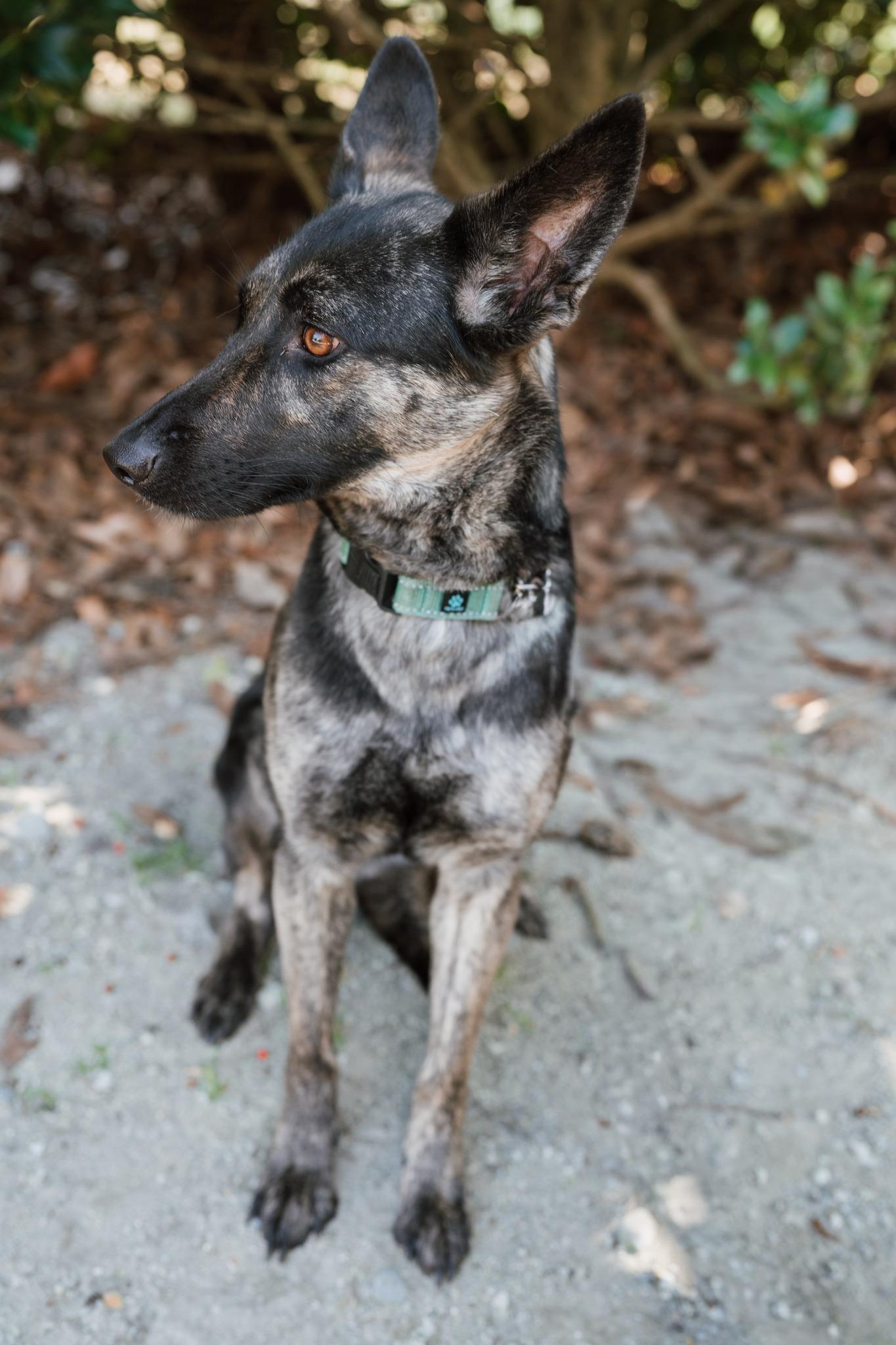 Enlarge Goji, an adopted mixed breed in Ayden, NC image 4/5