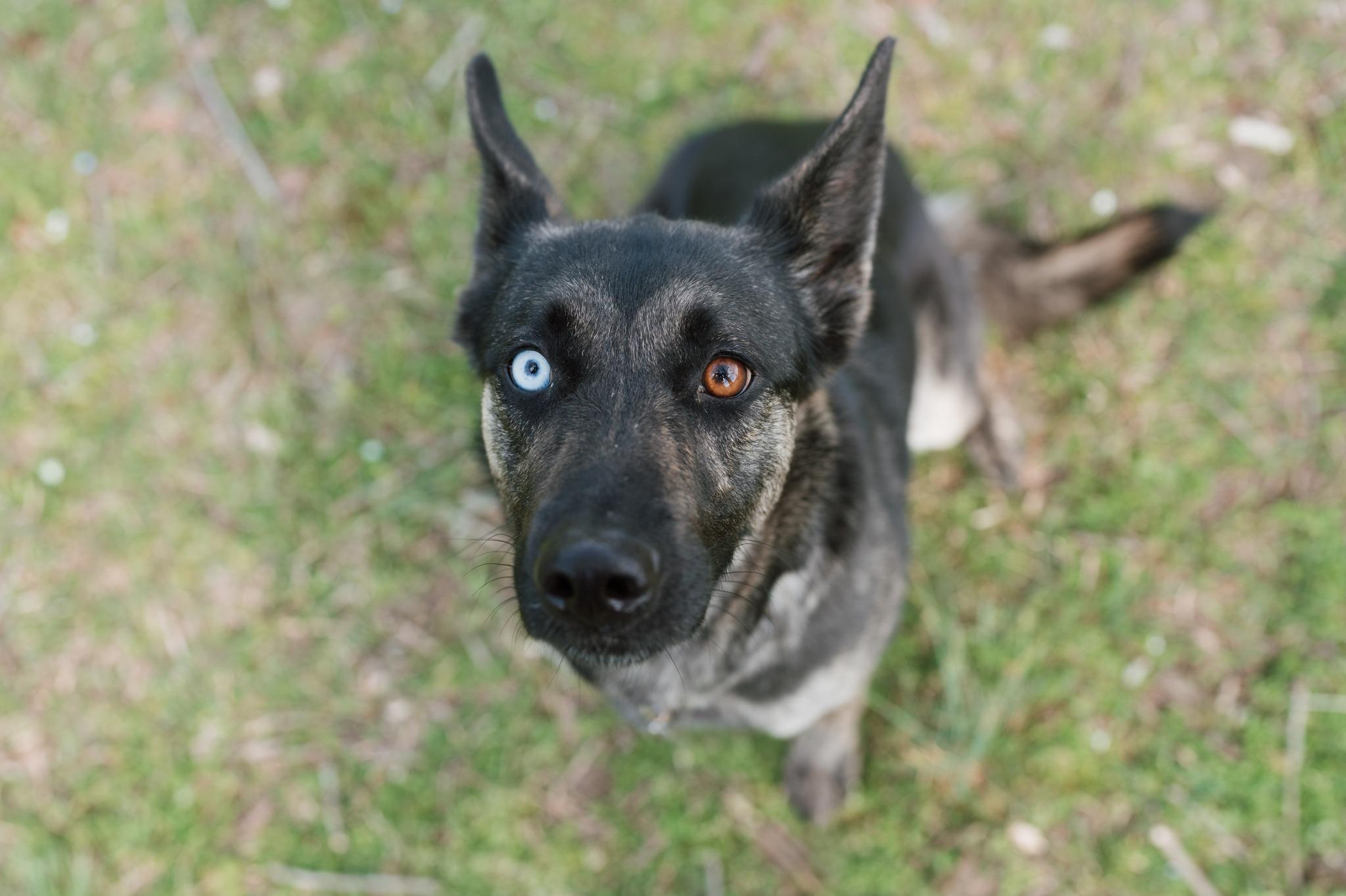 Enlarge Goji, an adopted mixed breed in Ayden, NC image 2/5