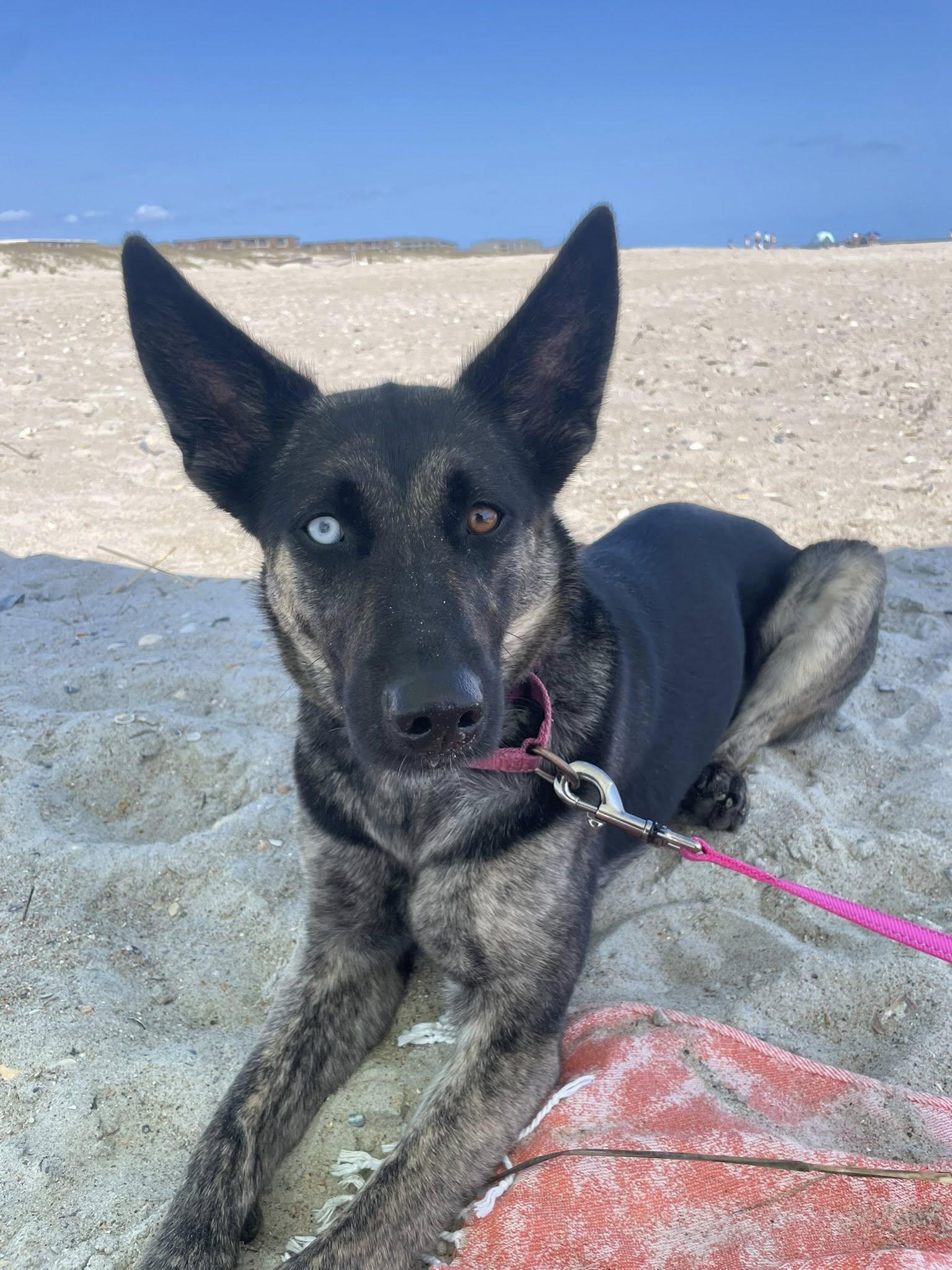 Goji, adopted, Adult Female German Shepherd Dog & Husky.