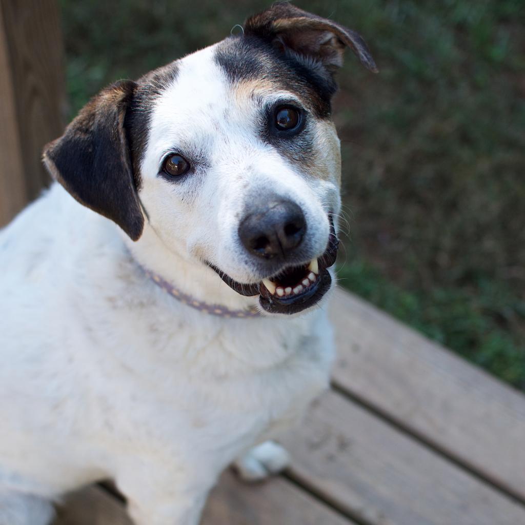 Willett 21406 — thumbnail 2