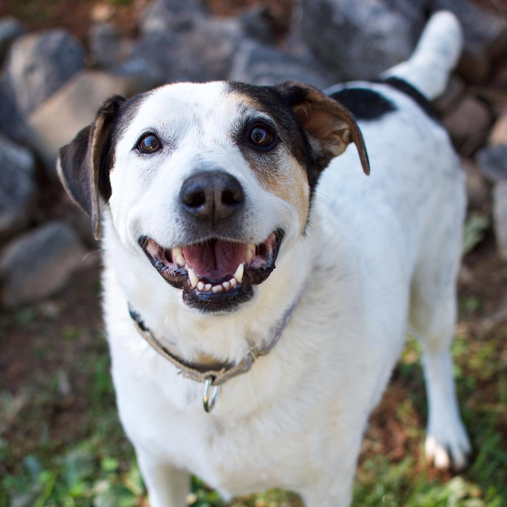 Willett 21406 — thumbnail 4