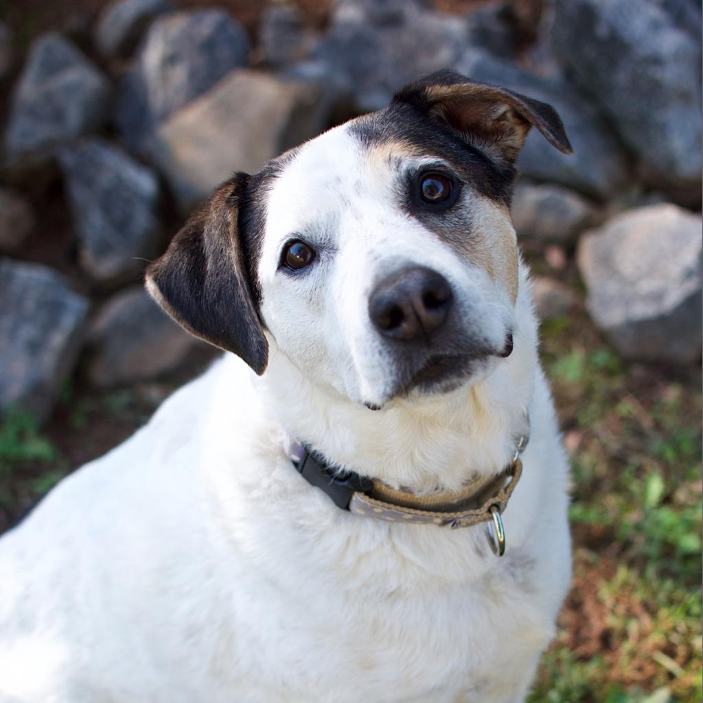 Willett 21406 — thumbnail 5