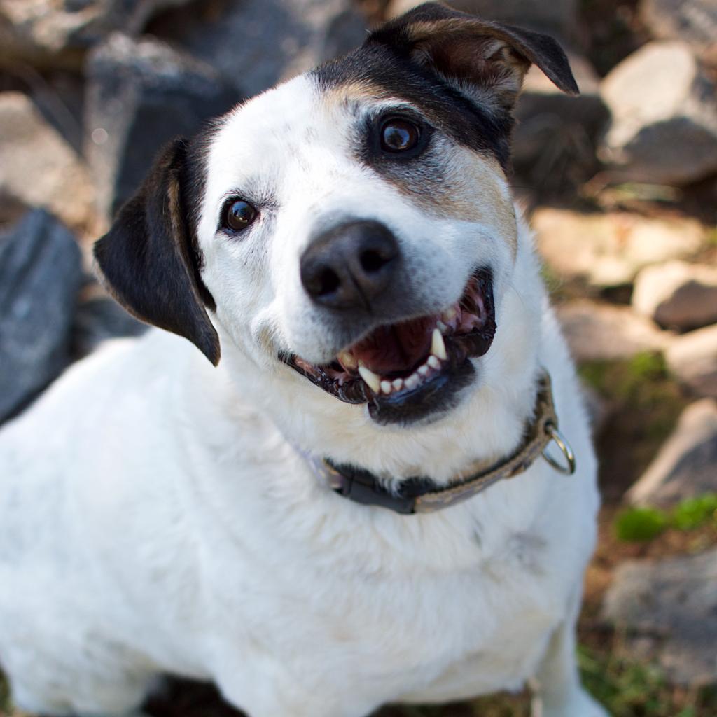 Willett 21406 — thumbnail 6