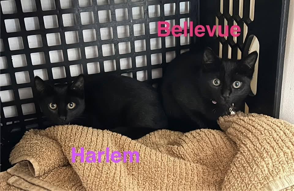 Harlem, a Adoptable Domestic Short Hair in Saugerties, NY image 1/2