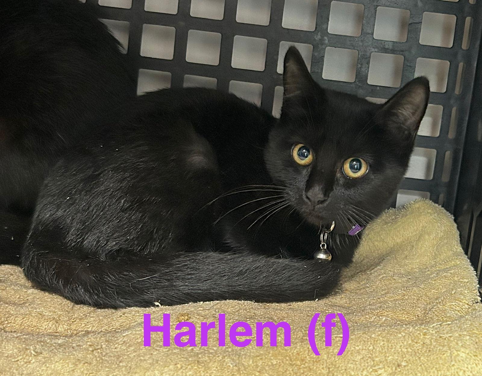 Harlem, a Adoptable Domestic Short Hair in Saugerties, NY image 2/2