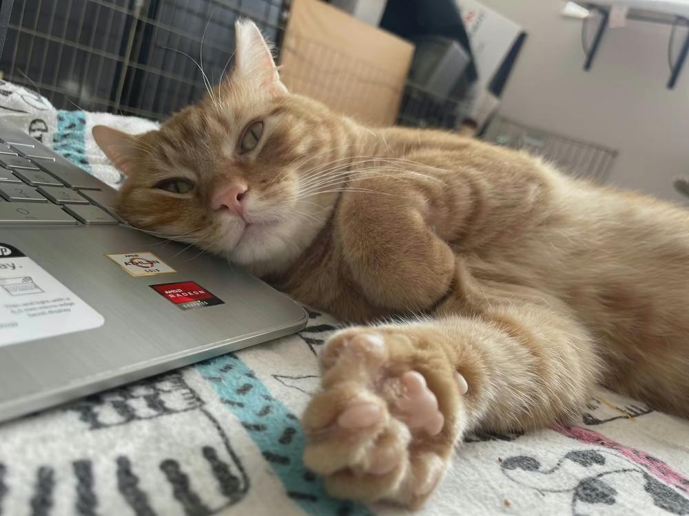 Enlarge Aragorn, a Adoptable Tabby in Fern Park, FL image 1/6