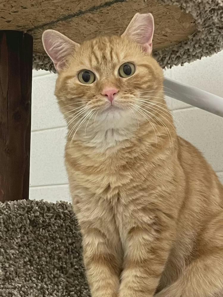 Enlarge Aragorn, a Adoptable Tabby in Fern Park, FL image 1/1