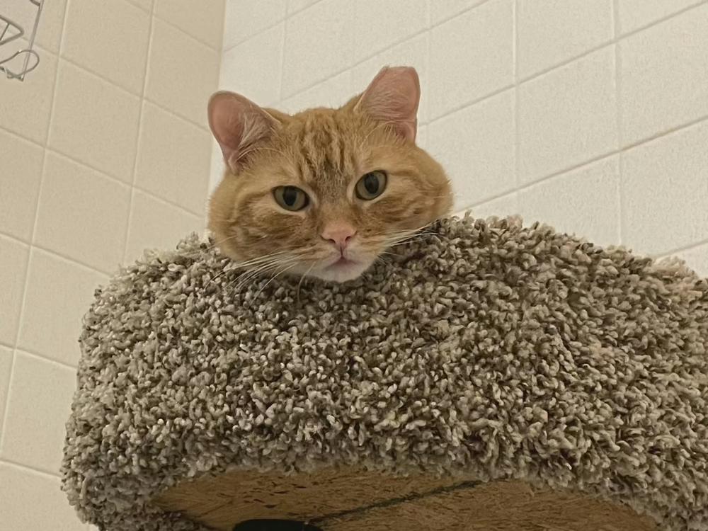 Enlarge Aragorn, a Adoptable Tabby in Fern Park, FL image 4/6