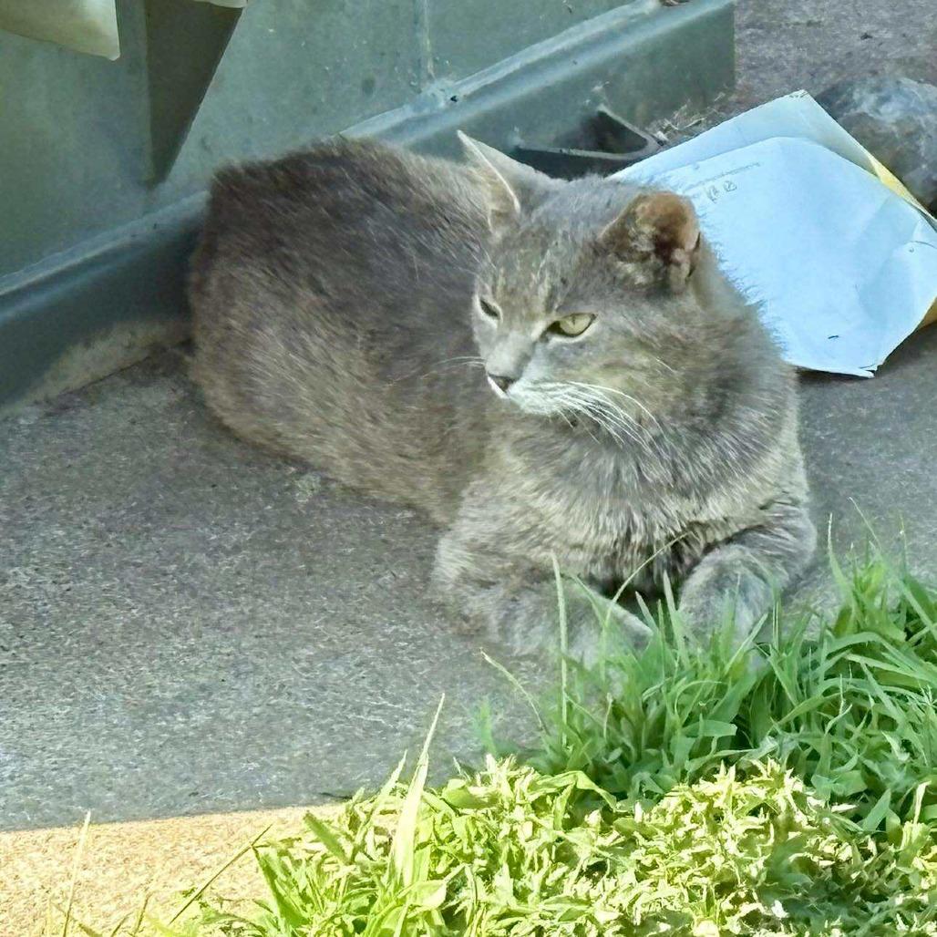 Smidgen Estep, a Adoptable Domestic Short Hair in Woodstock, VA image 1/2