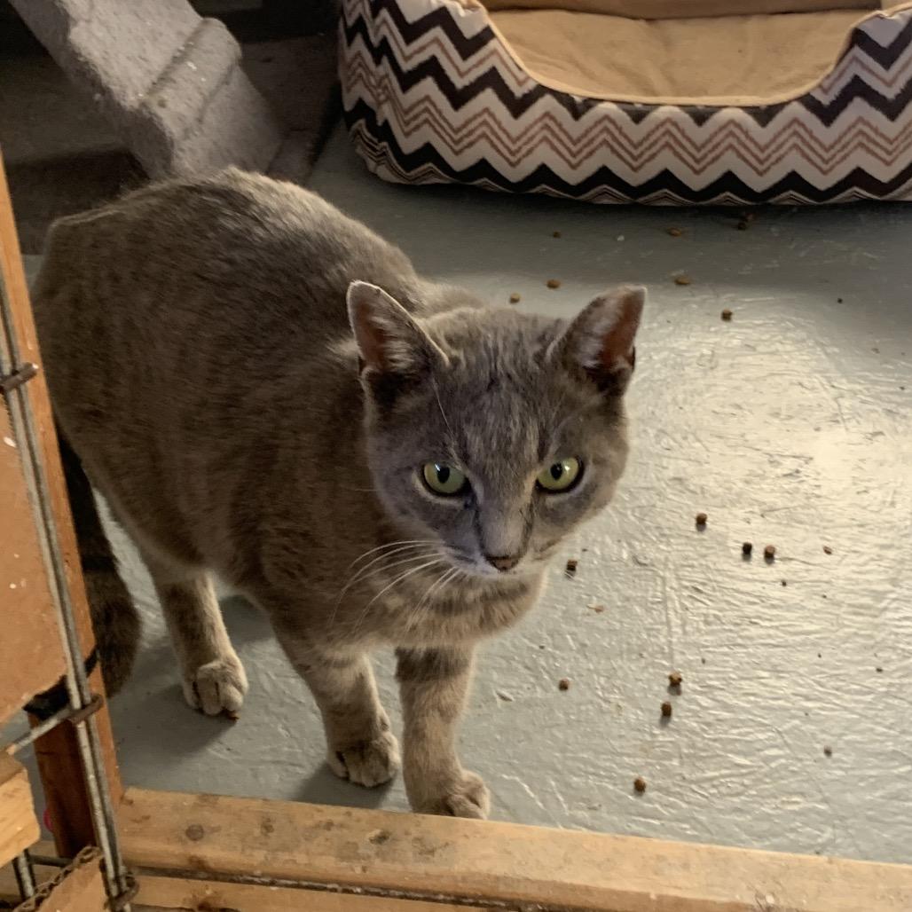 Smidgen Estep, a Adoptable Domestic Short Hair in Woodstock, VA image 2/2