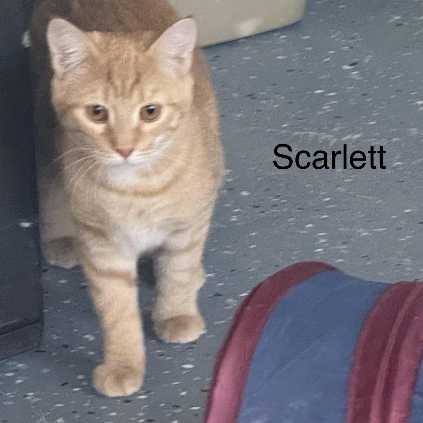Scarlett, Adoptable, Kitten Female Domestic Short Hair.